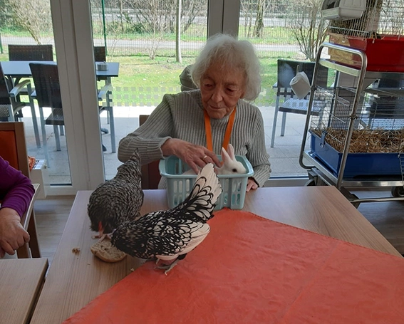 Im Pflegeheim gehört der Besuch des Streichelzoos dazu. Hühner und Hasen sind sehr beliegt bei den Bewohnern