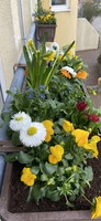 Die Gartenterrasse im HAUS BURGBLICK erblüht mit Frühlingsblumen