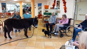 Ttierische Überraschung für unsere Senioren: Esel Rosalie und Hund Susi vom Mobilen Streichelzoo hatten es ihnen besonders angetan. 