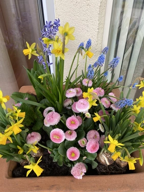 Die Blumen bringen den Frühling ins avendi-Pflegeheim in Sinsheim-Weiler
