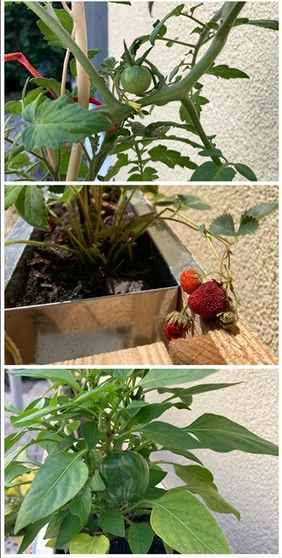 Erdbeeren- und Tomatenpflanzen tragen Früchte.
