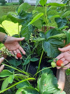 Im Garten des avendi-Pflegeheims PARKSTRASSE in Ketsch wachsen Erdbeeren