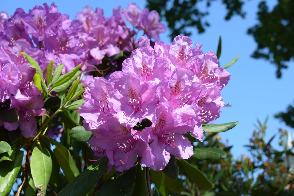 Nahaufnahme vieler rosa-violetter Blüten aus dem Schlossgarten