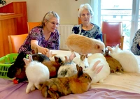 Ganz schön was los: Auf dem Tisch tummeln sich Kaninchen und ein Schweinchen und warten darauf im avendi-Pflegeheim gestreichelt zu werden.