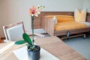 LanzCarré Pflegezimmer mit Pflanze auf Tisch im Vordergrund, Bett im Hintergrund