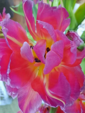 Rosarote Blüte einer Tulpe