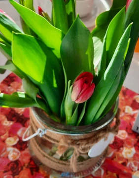 In der WALDSIEDLUNG wurden Tulpen am Weltfrauentag verteilt.