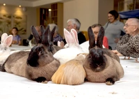 Die Kaninchen blieben ruhig und entspannt liegen und die Pflegeheimbewohner konnten sie beobachten, füttern und streicheln.